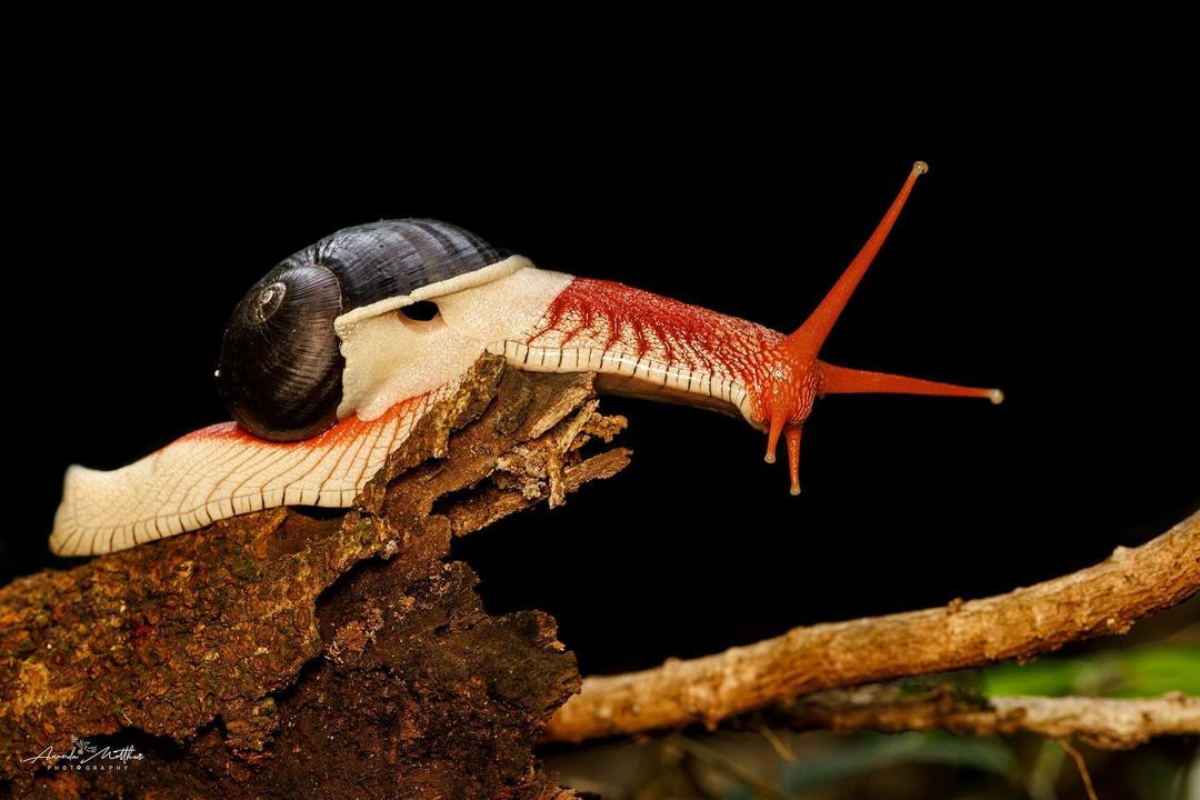 25 Beautiful Examples of Macro Photography