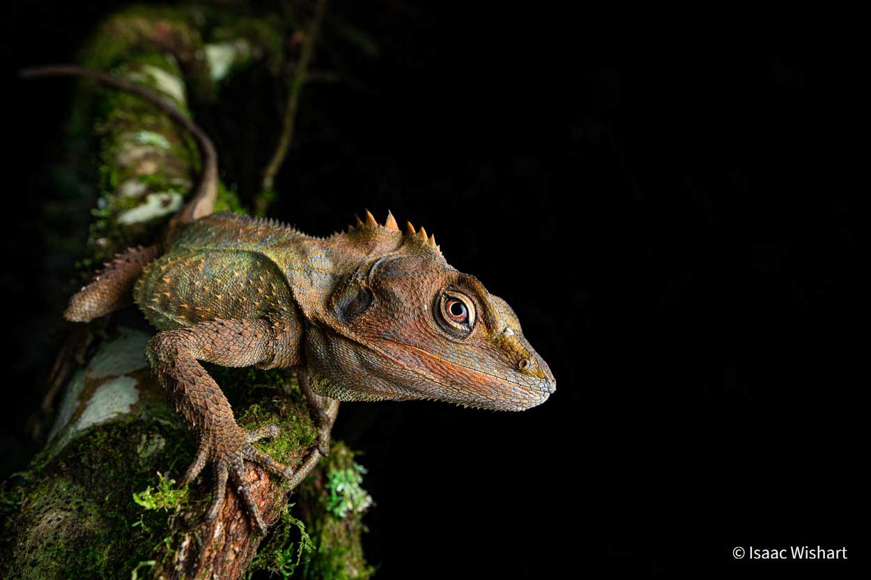 30 Most Influential Macro Photographers To Follow In 2024   Lizard By Photographer Isaac Wishart 